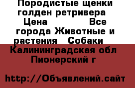 Породистые щенки голден ретривера › Цена ­ 25 000 - Все города Животные и растения » Собаки   . Калининградская обл.,Пионерский г.
